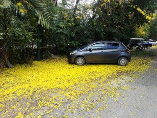 2013 Toyota Vitz for sale in Portland, Jamaica